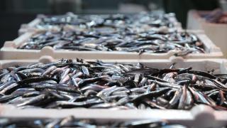 Doğu Karadeniz'de hamsi büyüklüğü ve bolluğuyla yüzleri güldürüyor