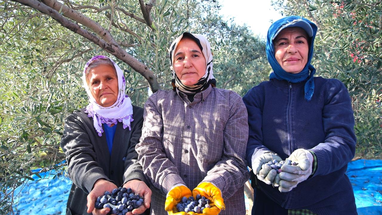 Hatay'da 201 bin ton zeytin rekoltesi bekleniyor