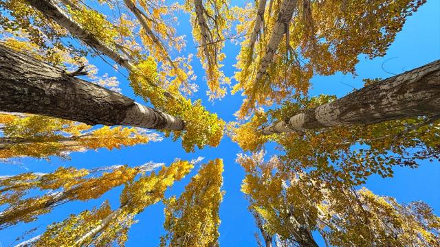 Hazar Gölü'nün çevresi sonbahar renklerine büründü