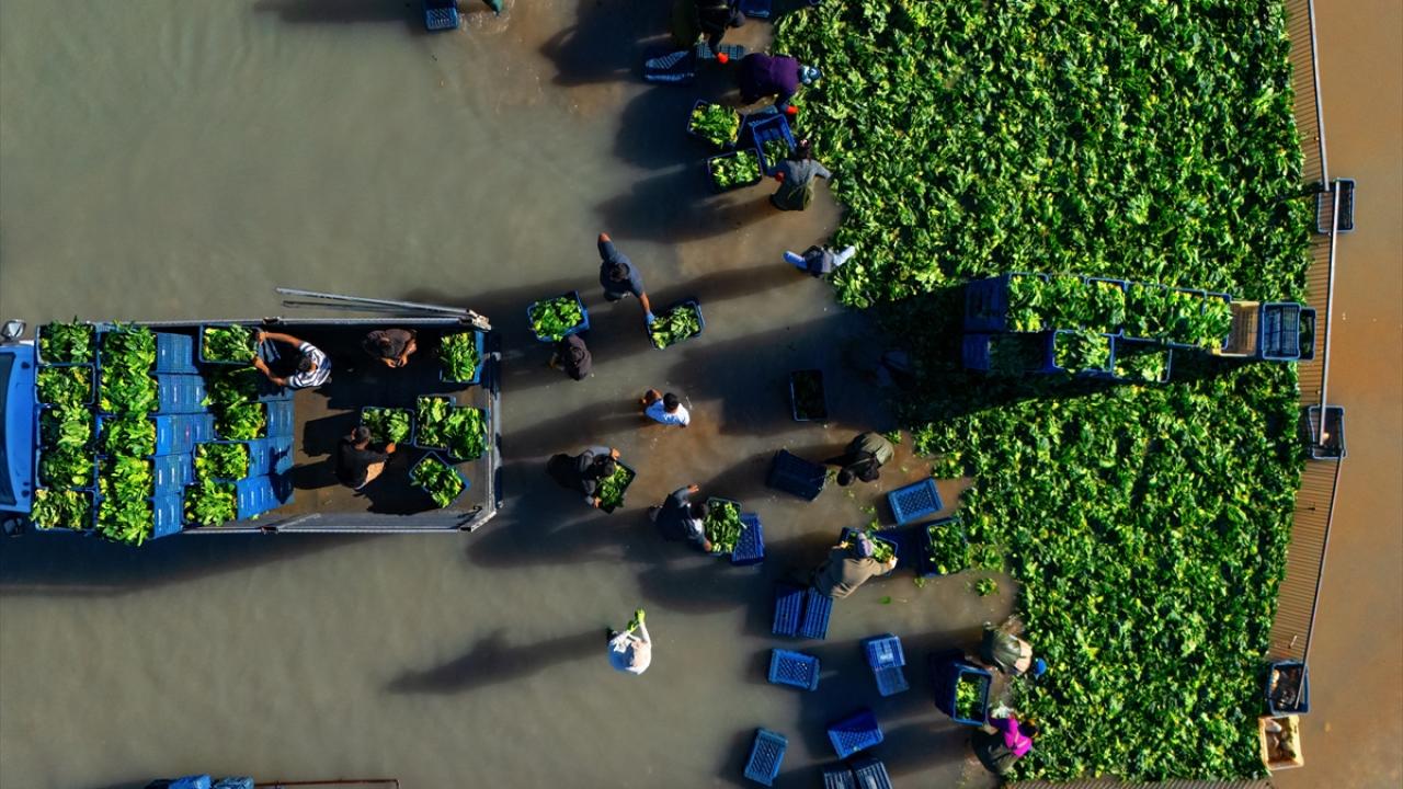 Kadirli'de hasadı yapılan ıspanakların yıkama ve temizleme süreci