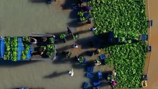 Kadirli'de hasadı yapılan ıspanakların yıkama ve temizleme süreci