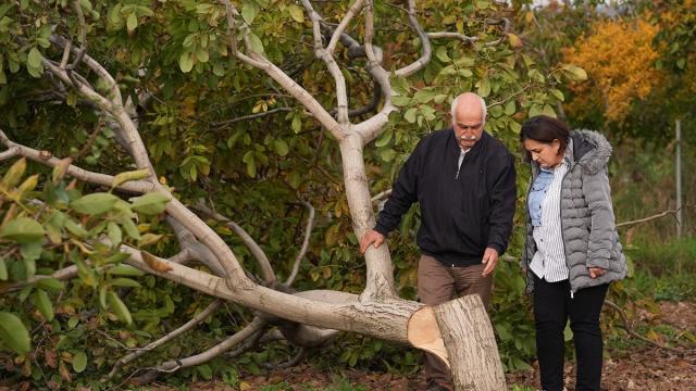 20 yıllık ceviz ağaçlarını kesilmiş halde bulan çiftçi jandarmaya başvurdu