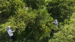 İzmir'in satsuma mandalinasında verim arttı