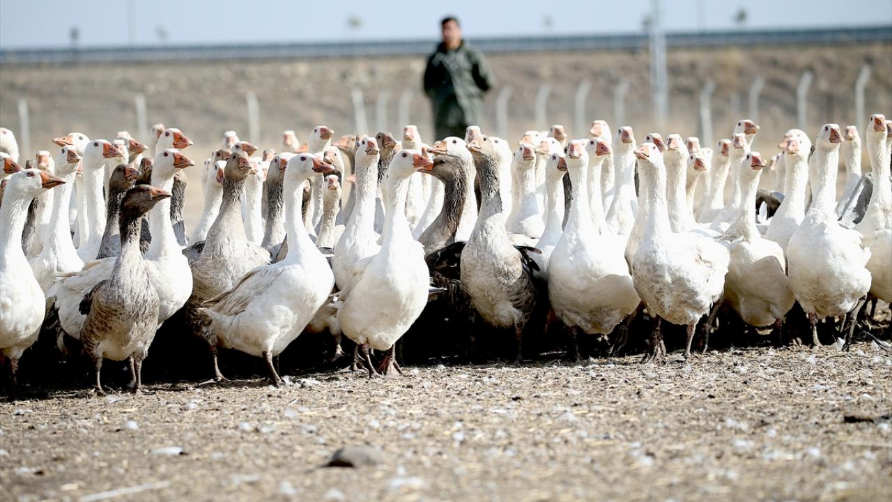 Kars'ta yılda yaklaşık 2,5 milyon kaz yetiştiriliyor