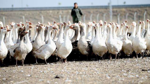 Kars'ta yılda yaklaşık 2,5 milyon kaz yetiştiriliyor