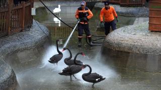 Kuğulu Park'ta sonbahar temizliği
