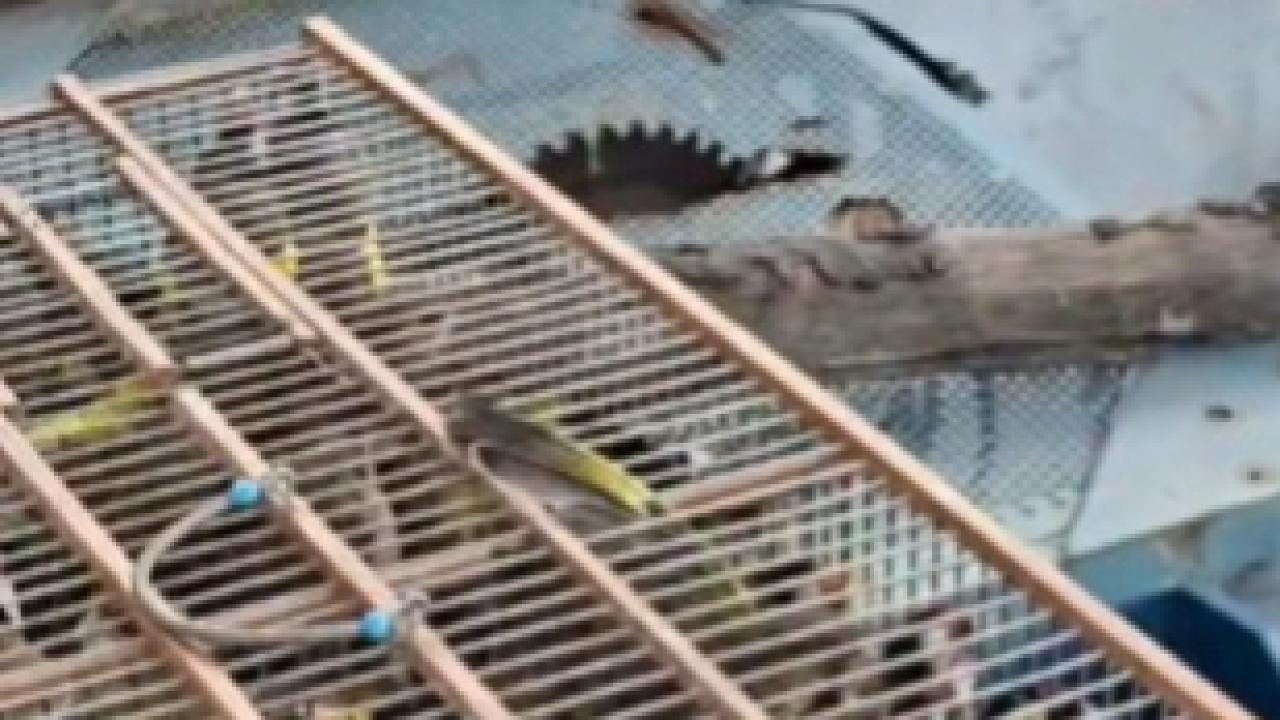 Bursa’da kuş kaçakçılarına 415 bin lira ceza