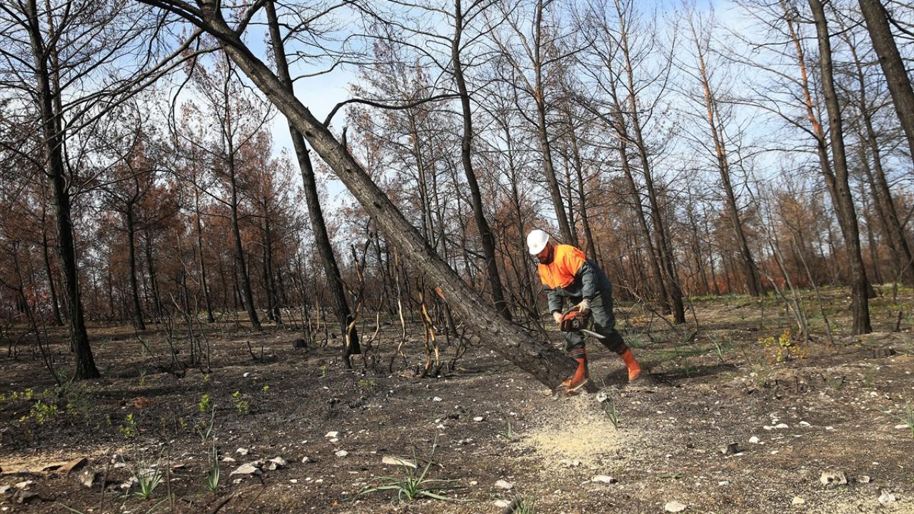 "Alev savaşçıları" bu kez fidan dikimi için sahada