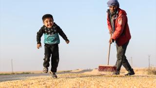 Suriye’de mısır hasadı başladı