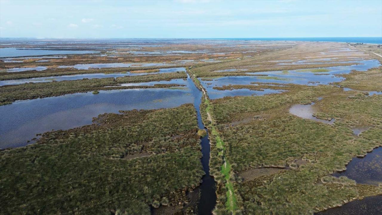 Samsun Kızılırmak Deltası'nda suları çekilen göller sonbahar yağışlarıyla canlandı