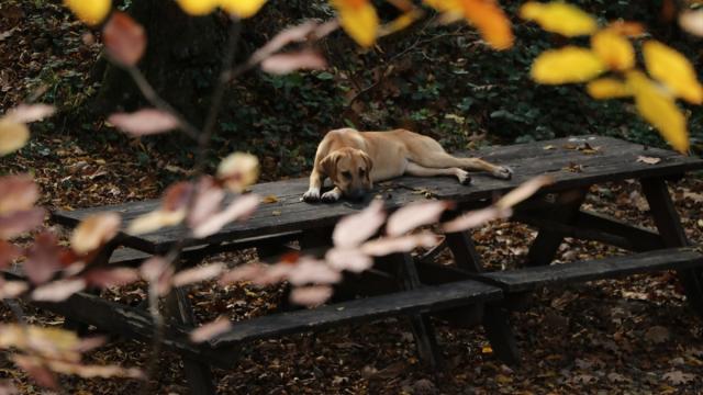 Tekirdağ'da ormanlar sonbahar renklerine büründü