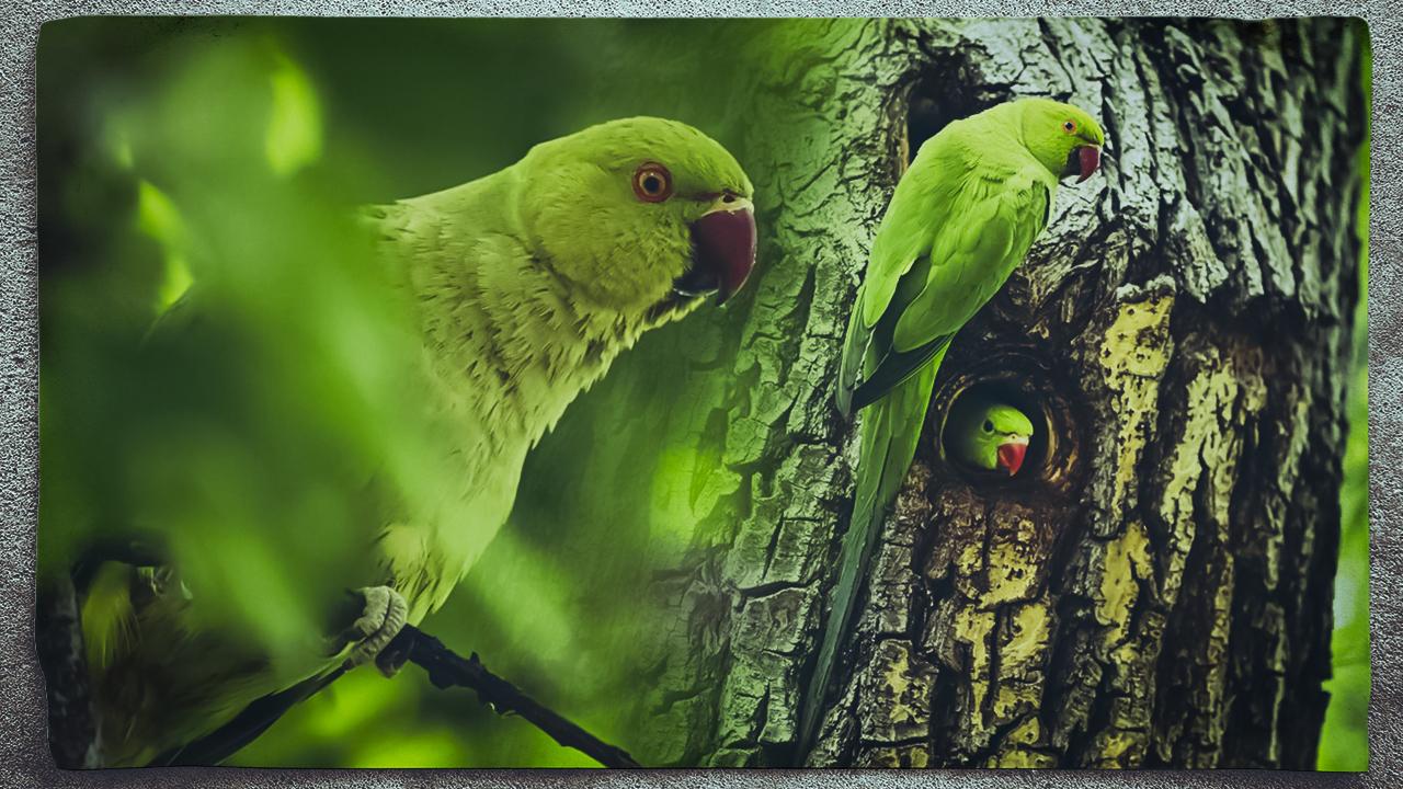 Yeşil papağanlar, sempatik ama istilacı