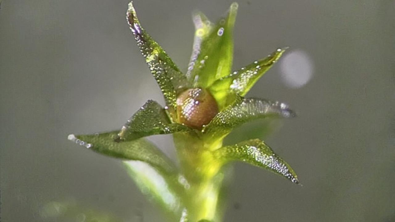 Yosun tohumları 9 ay boyunca uzay boşluğuna dayandı