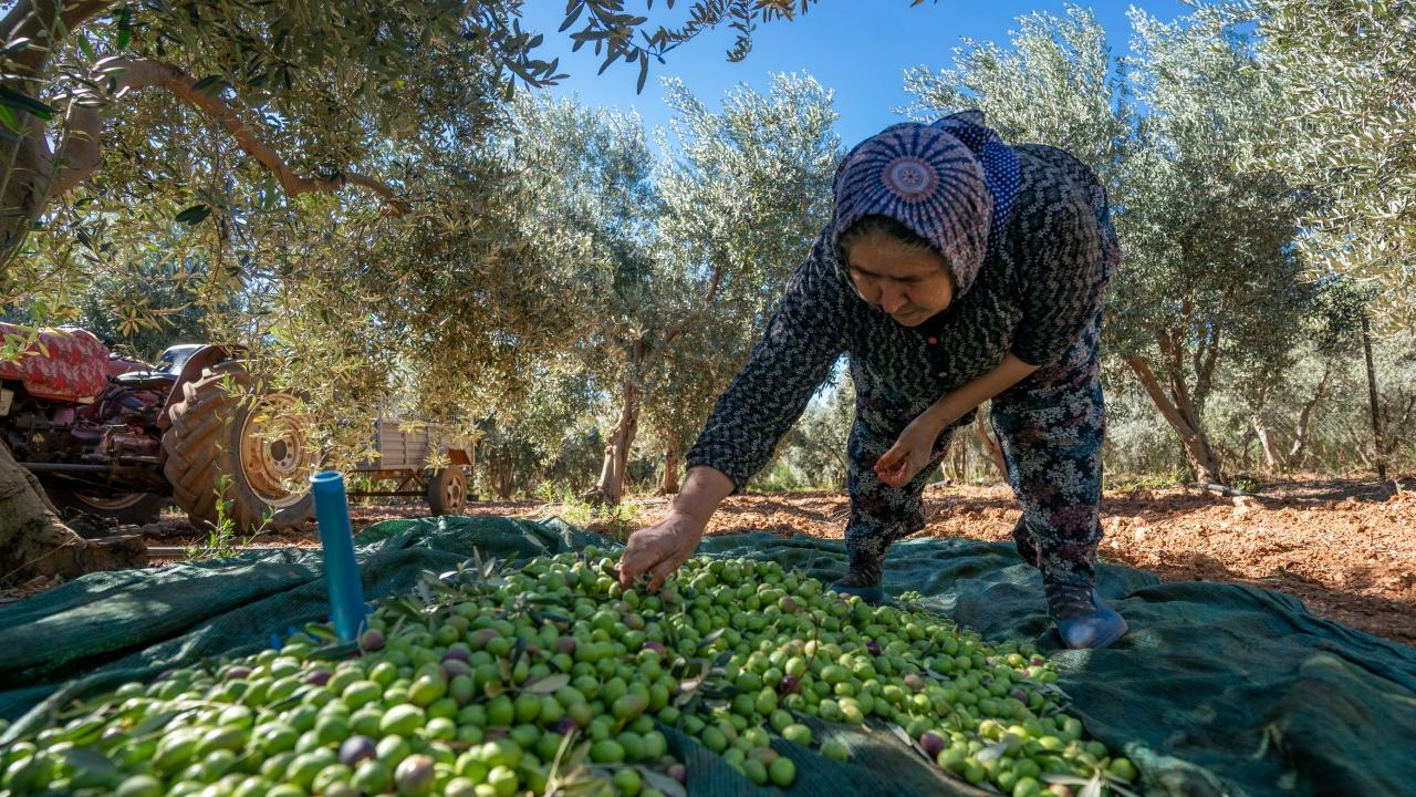 Antalya'da zeytin mesaisi sürüyor
