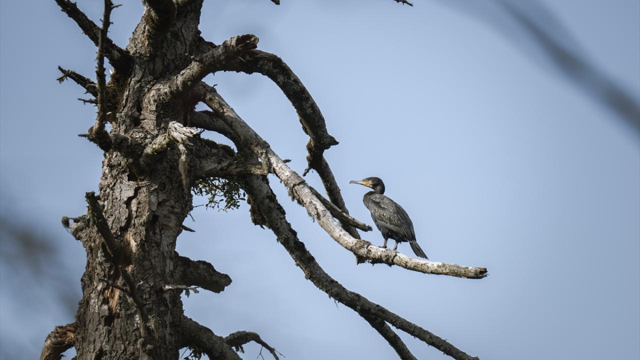 Beyaz göğüslü büyük karabatak