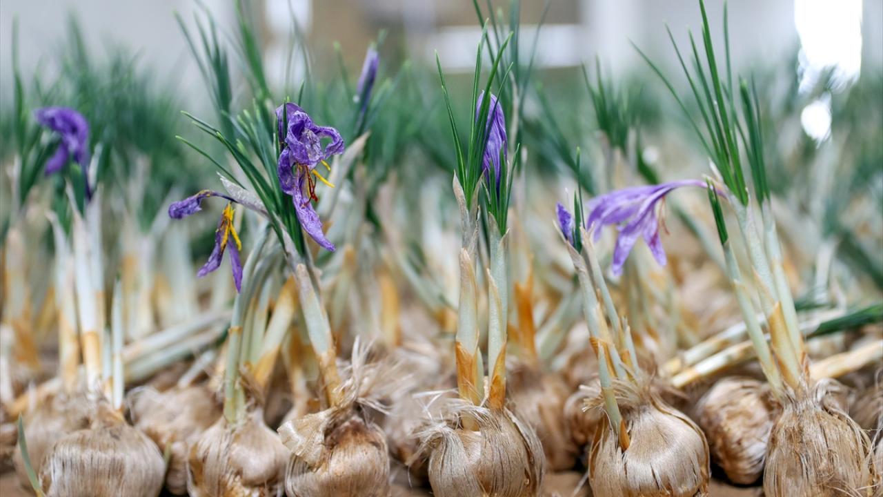 "İlgi duyanlara elimden geldiğince yardımcı olmaya çalışıyorum"