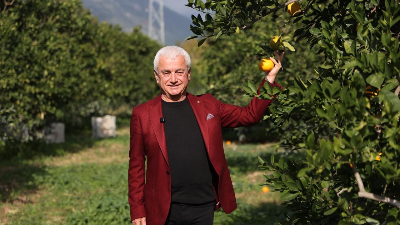 Bu yıl 300 bin ton rekolte bekleniyor