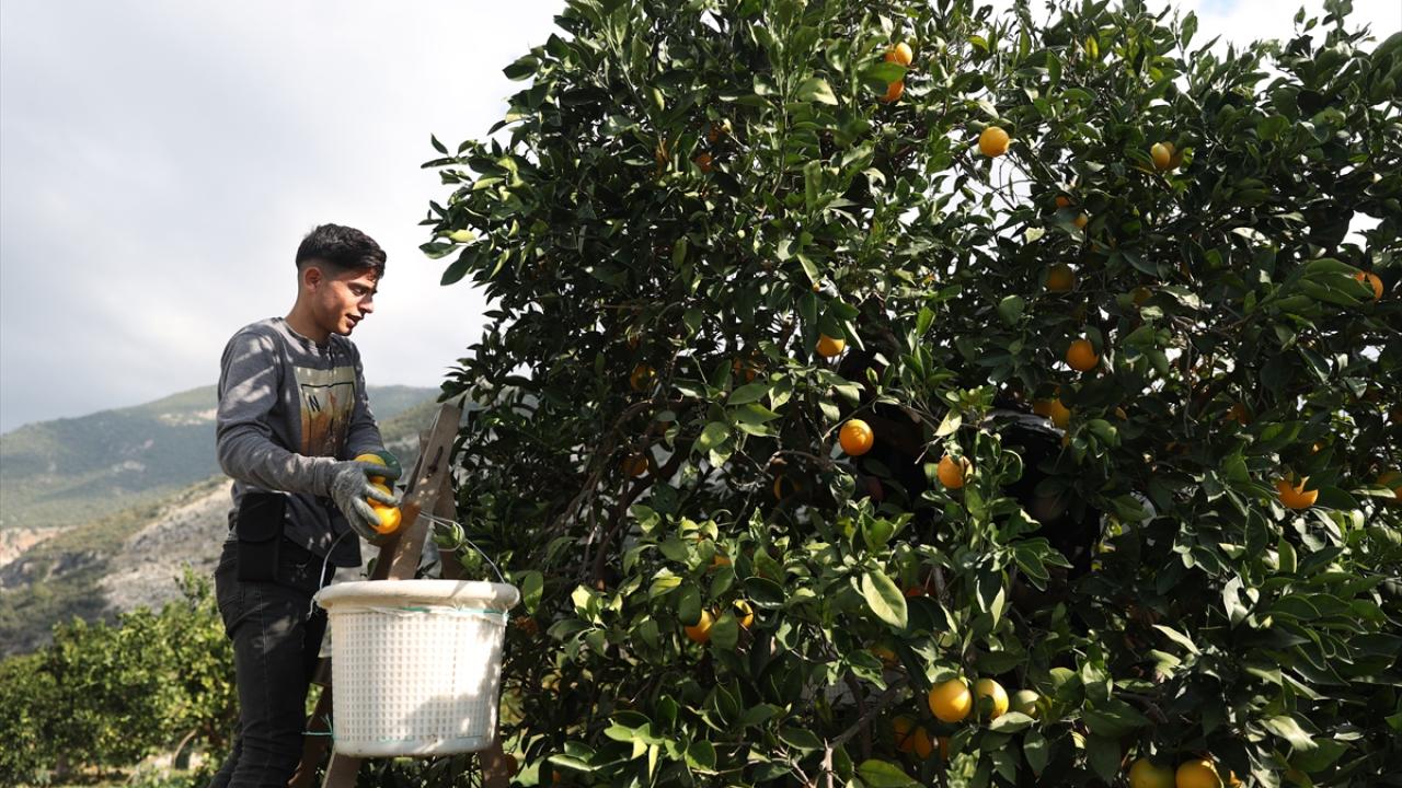 Coğrafi işaret tescilli Finike portakalına talep yoğun