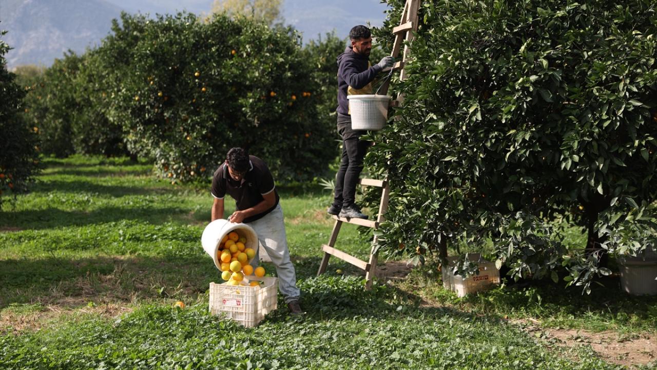 Coğrafi işaret tescilli Finike portakalına talep yoğun