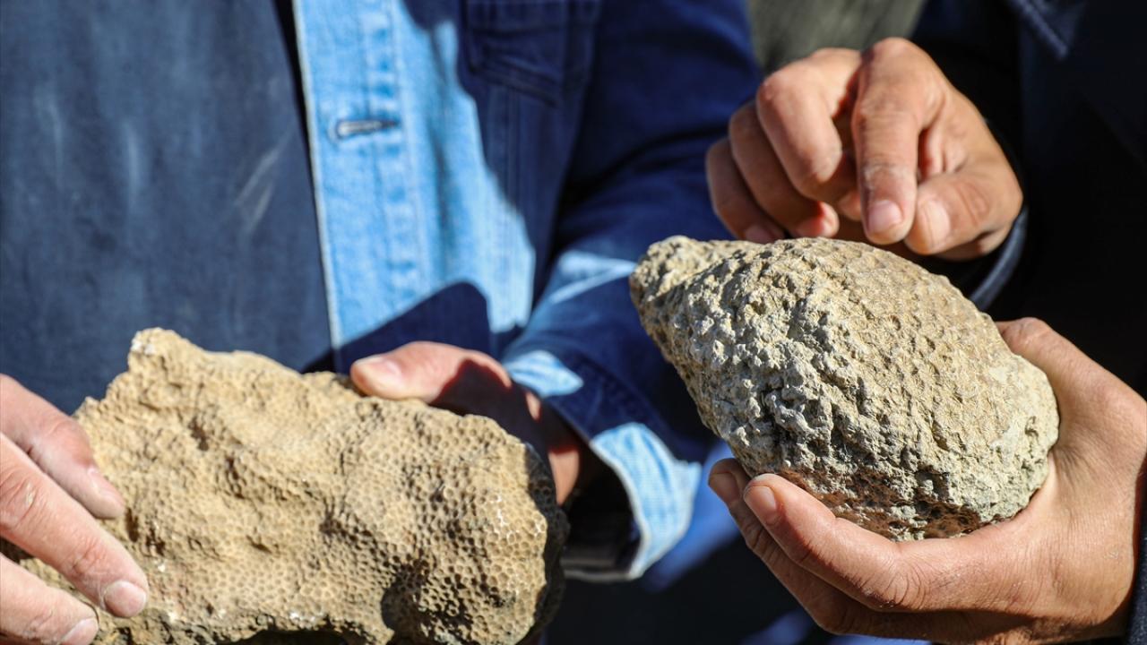 Bingöl'de 50 milyon yıllık oldukları değerlendirilen deniz canlısı fosilleri bulundu