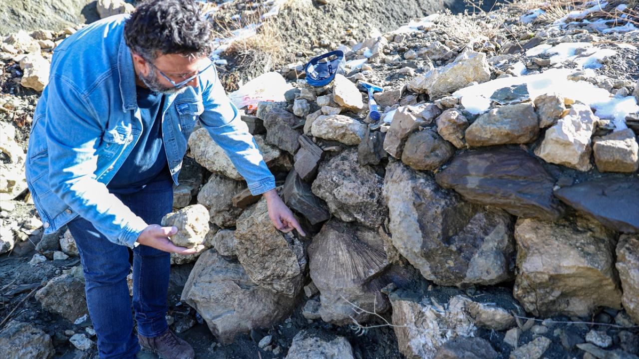 Bingöl'de 50 milyon yıllık oldukları değerlendirilen deniz canlısı fosilleri bulundu