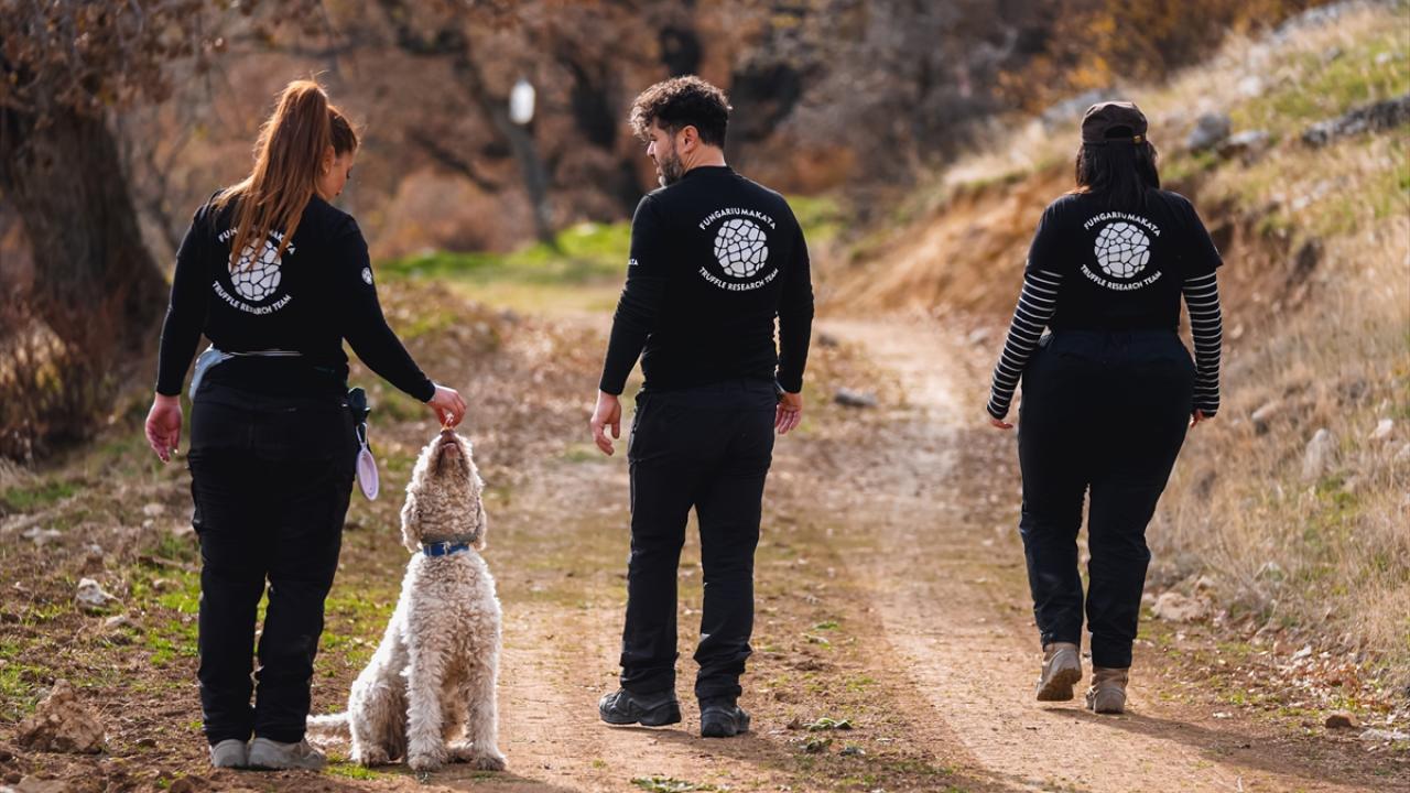 Nallıhan'da tespit edilen 120 tür mantar yapay zekayla sınıflandırılıyor