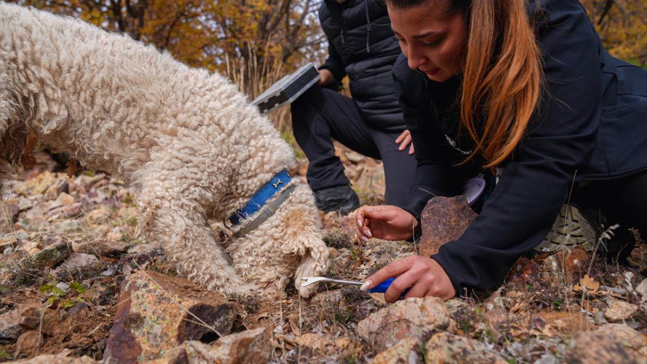 "Türkiye`de mantarların yapay zekayla sınıflandırıldığı ilk proje"