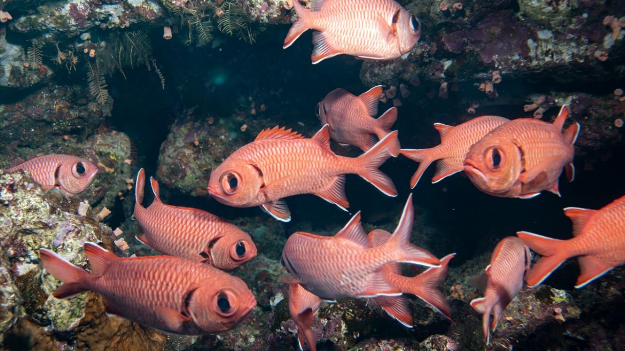 Kızıldeniz'in zengin balık çeşitliliği