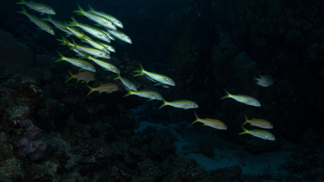 Kızıldeniz'in zengin balık çeşitliliği