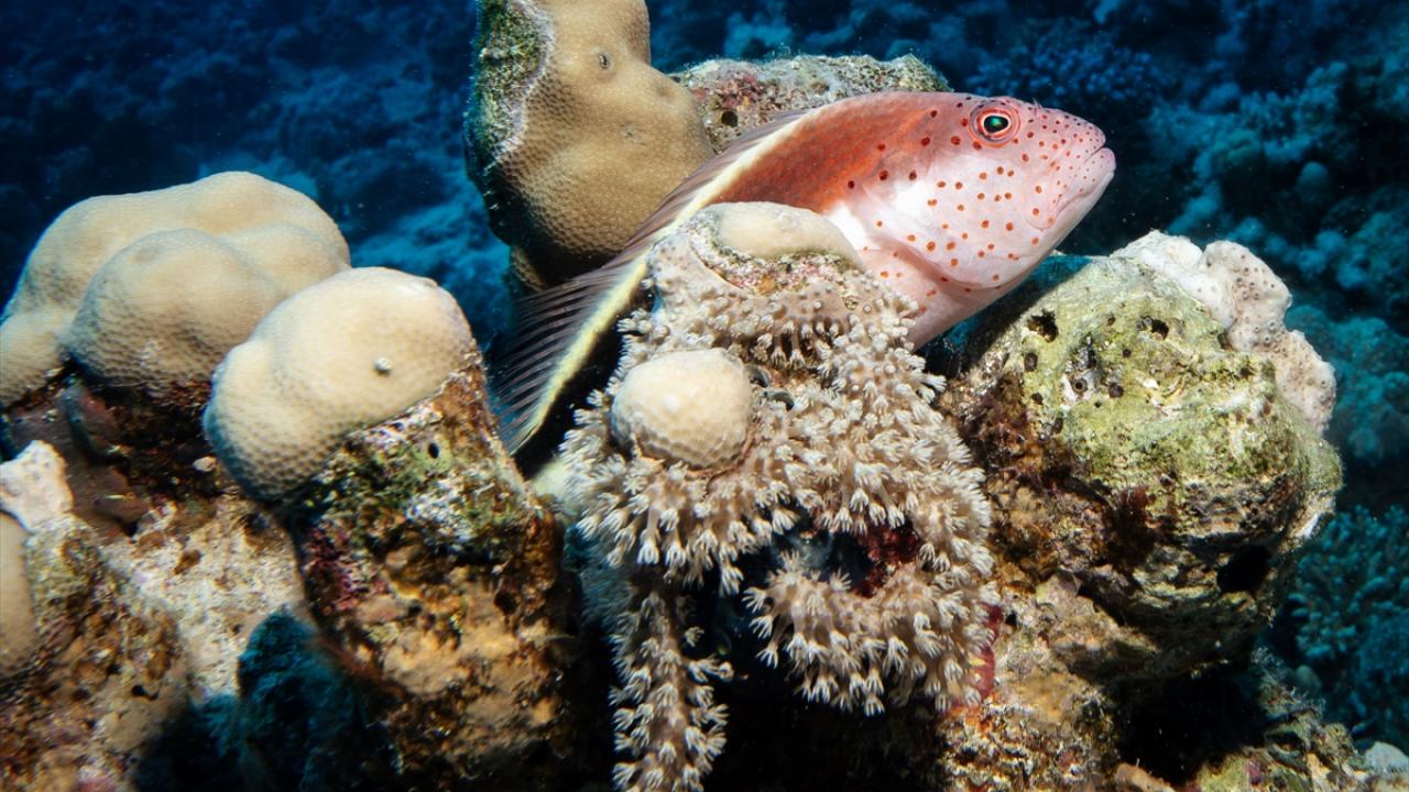 Benekli şahin balığı