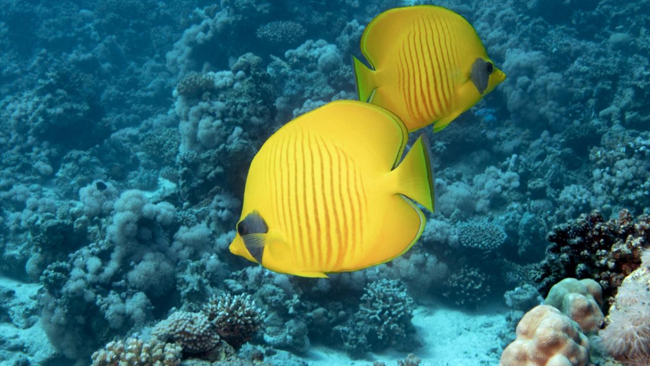 Maskeli kelebek balığı