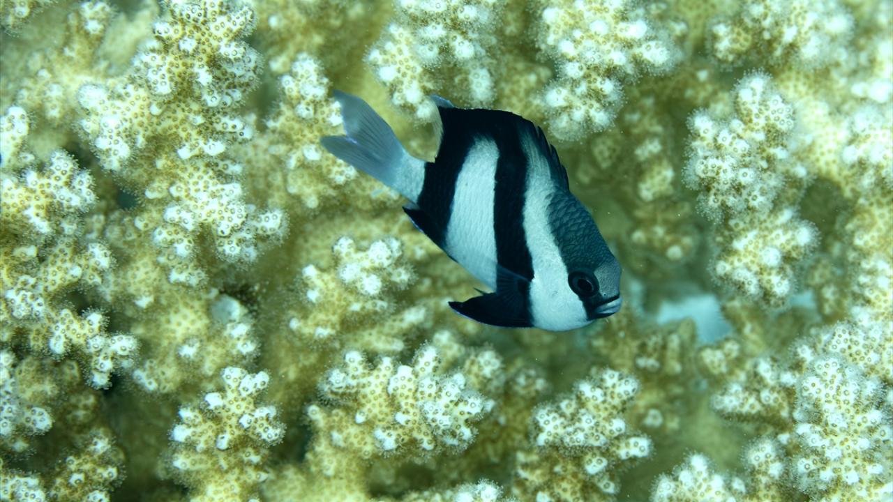 Beyaz kuyruk damsel balığı