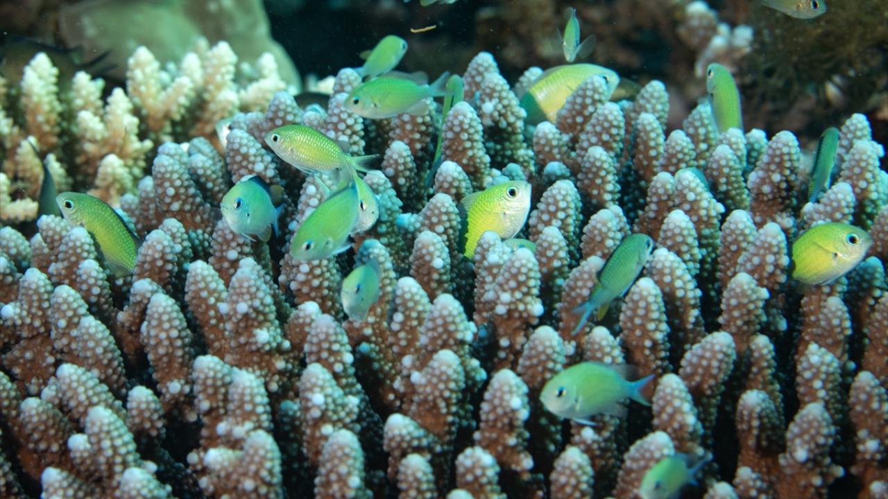 Yeşil papaz balığı