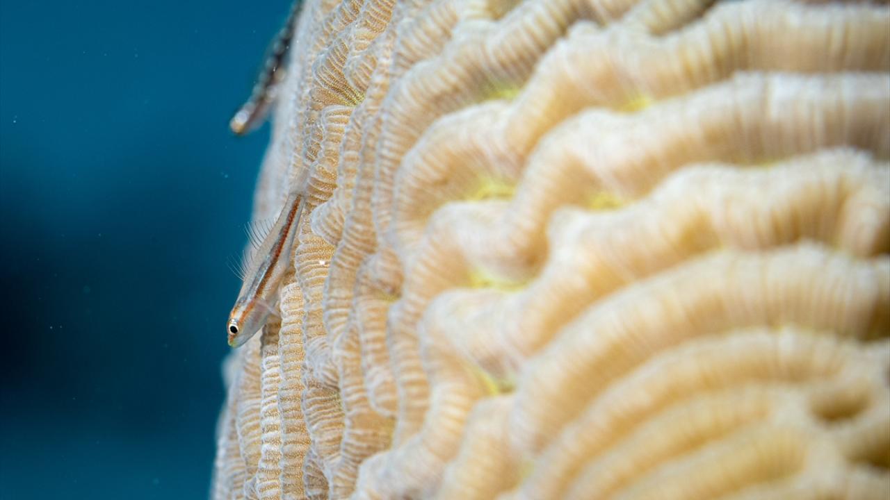 Nane gobisi balığı