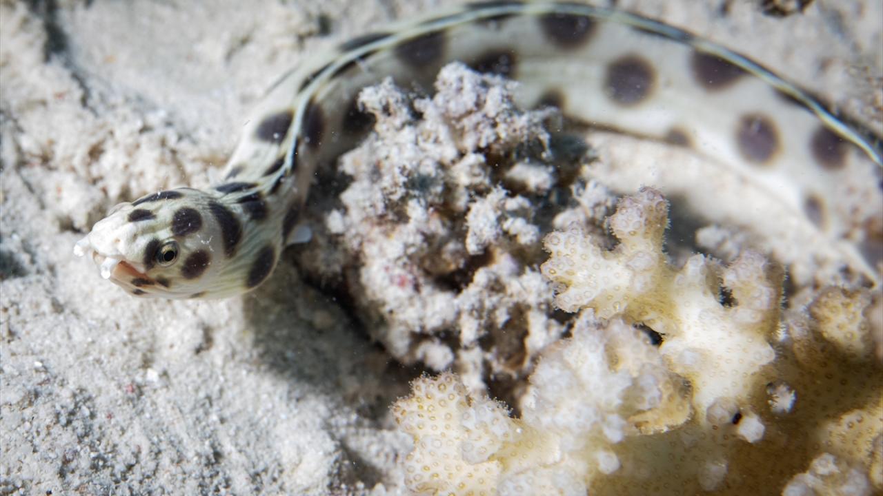 Kaplan yılan balığı