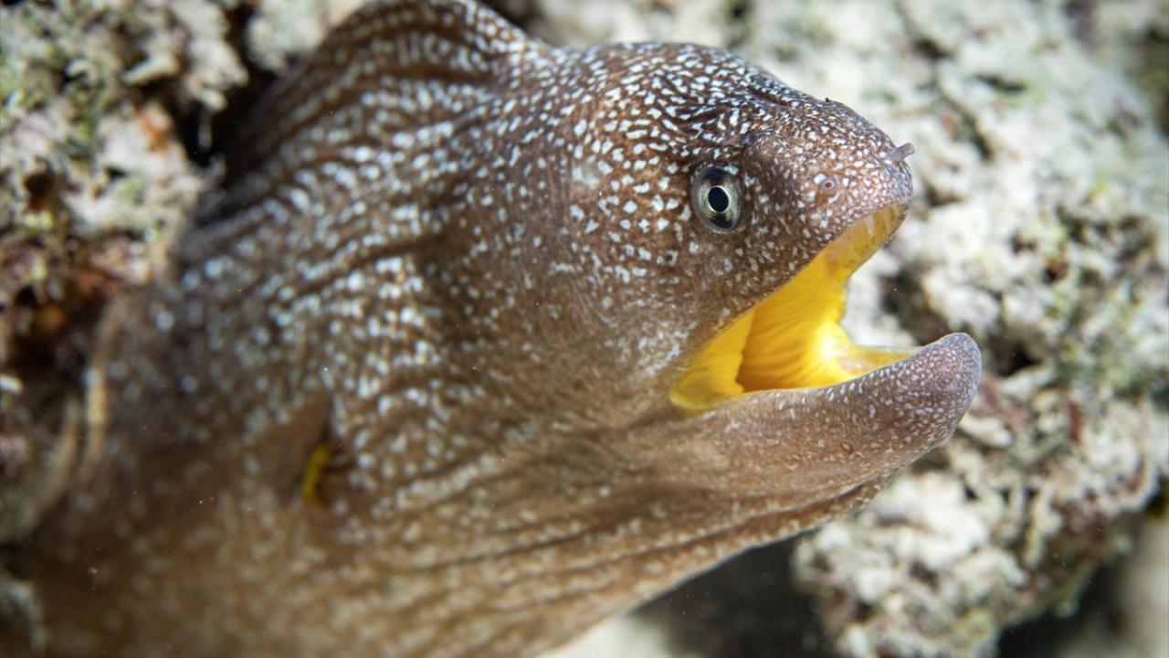 Sarı ağız müren balığı