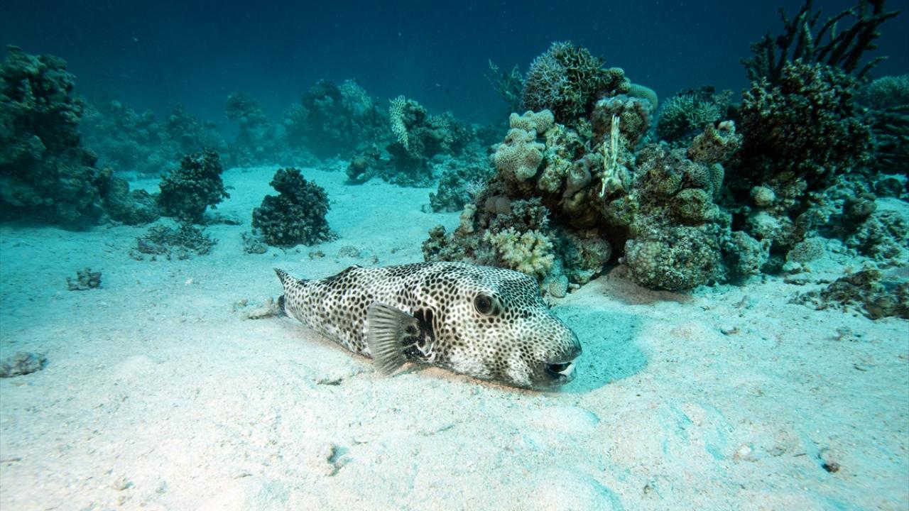 Yıldızlı balon balığı