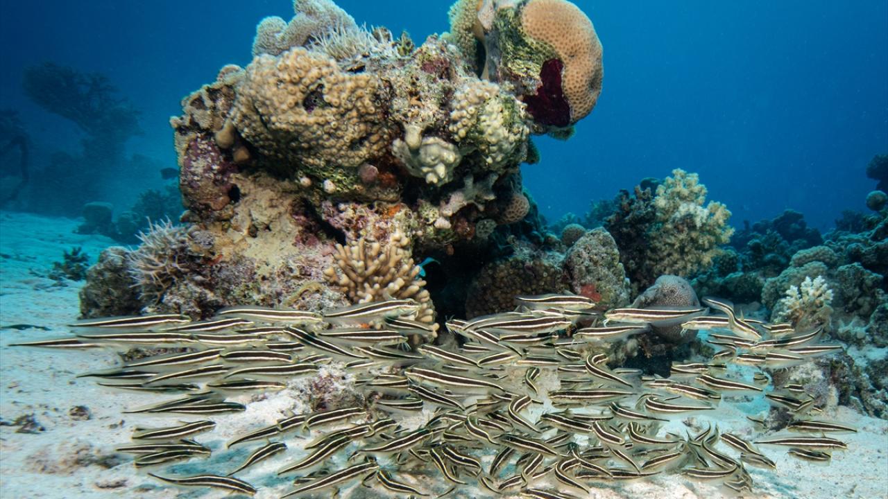 Çizgili kedi balığı 