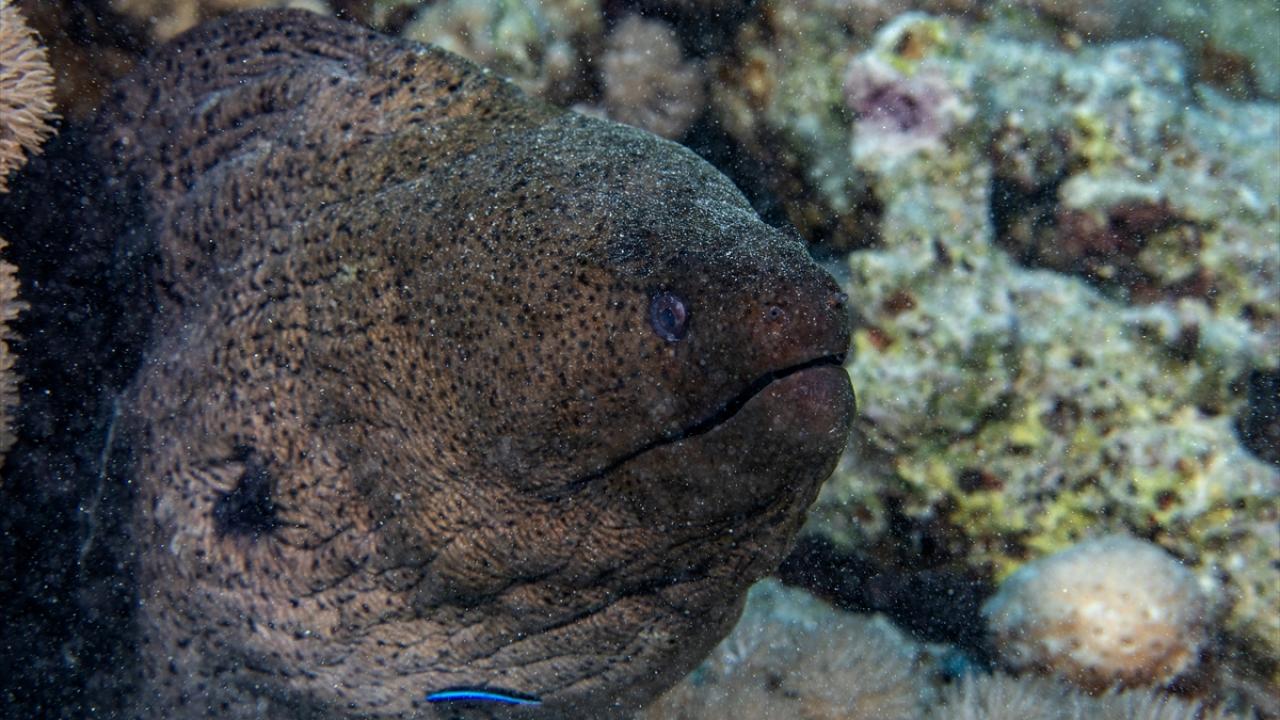 Dev müren balığı