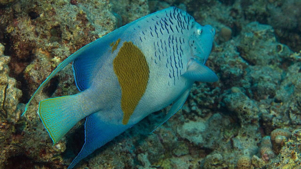 Sarı bantlı melek balığı