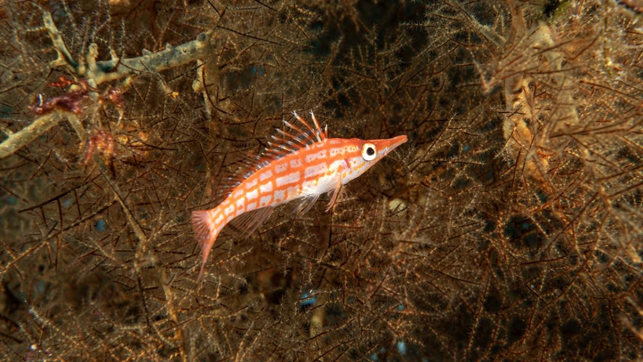 Uzun burunlu atmaca balığı