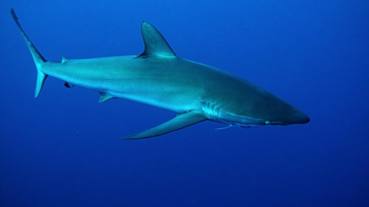 İpeksi köpekbalığı