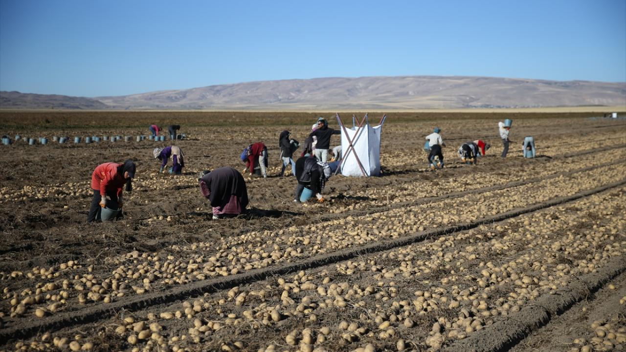 "Patates üretimine çok önem verilmesi gerekiyor"