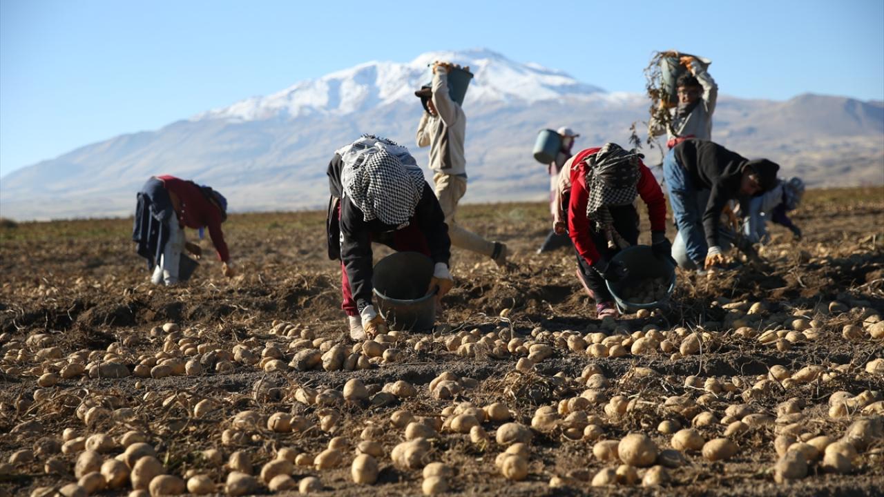 "Patateslerin yüzde 20`si ihraç ediliyor"