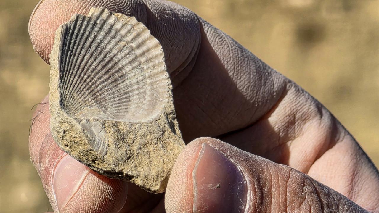 Bingöl'de 50 milyon yıllık oldukları değerlendirilen deniz canlısı fosilleri bulundu