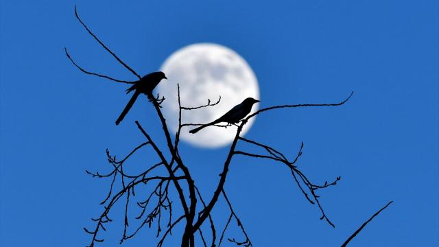 Dolunay gökyüzünde güzel görüntüler oluşturdu