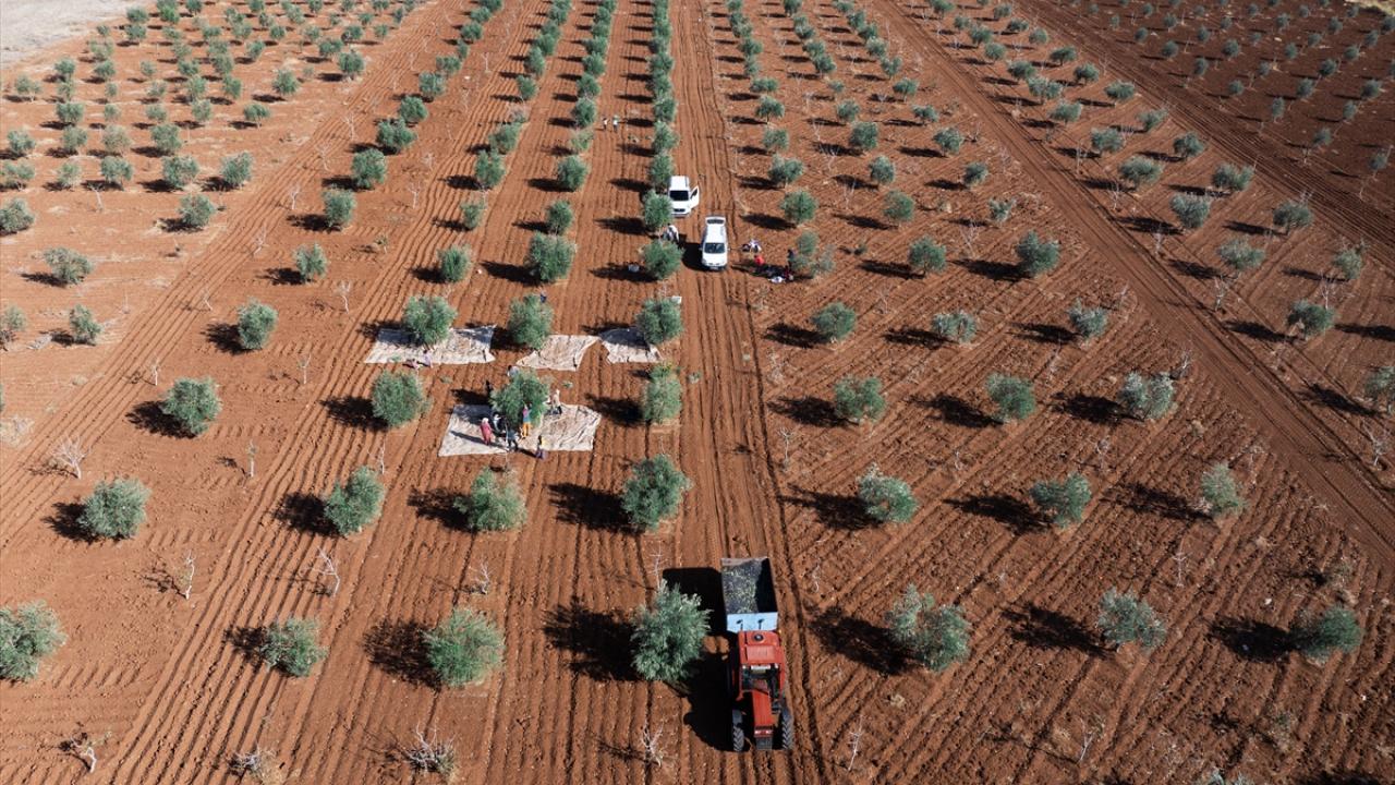 Gaziantep'te zeytin hasadı