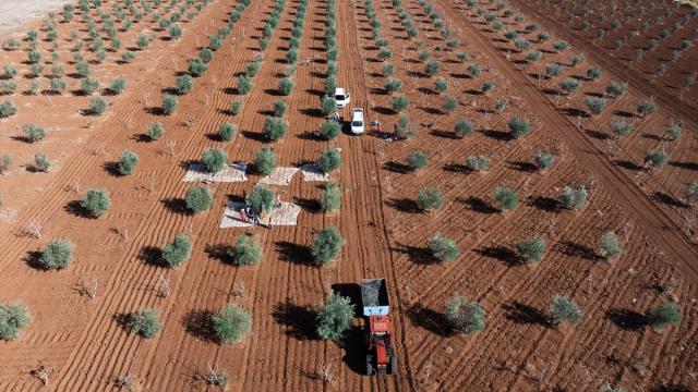 Gaziantep'te zeytin hasadı