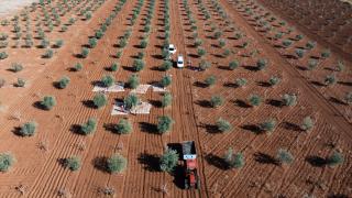 Gaziantep'te zeytin hasadı