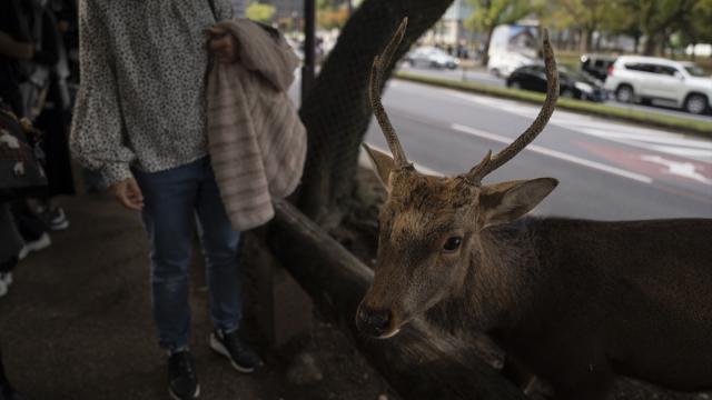 Japonya’nın kültürel simgesi: Nara Parkı ve Sika Geyikleri